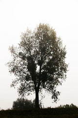 Image showing tree in the field, autumn