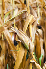 Image showing field with mature corn