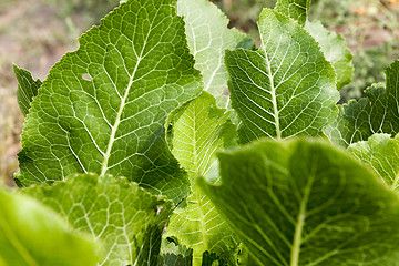 Image showing green leaves of horseradish