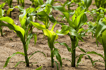 Image showing green maize , corn
