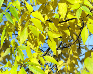 Image showing yellowing leaves on the trees