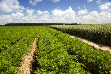 Image showing grow up carrots