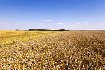 Image showing cereals during harvest