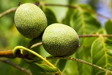 Image showing unripe green walnuts