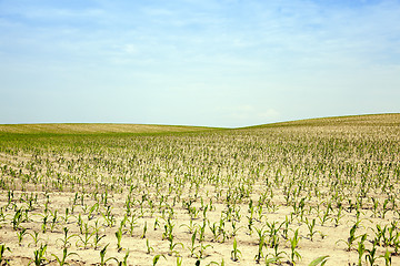 Image showing corn field, agriculture