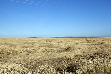 Image showing ripe yellow cereals