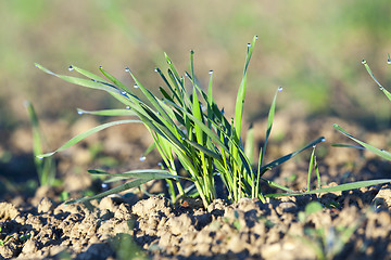 Image showing young grass plants, close-up