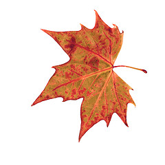 Image showing autumn dry leaf of red oak tree