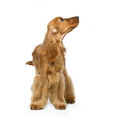 Image showing Beautiful English Cocker Spaniel