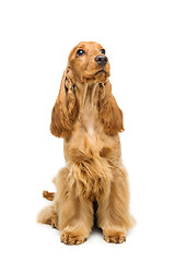 Image showing Beautiful English Cocker Spaniel