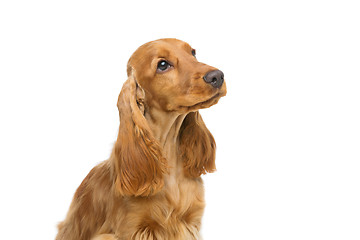 Image showing Beautiful young cocker spaniel