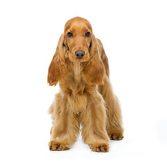 Image showing Beautiful English Cocker Spaniel