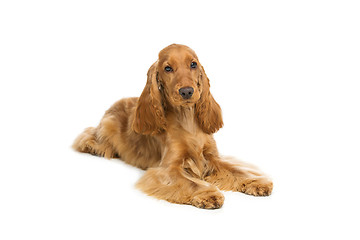 Image showing Beautiful English Cocker Spaniel