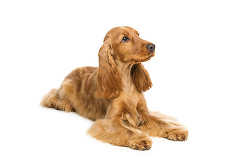 Image showing Beautiful English Cocker Spaniel