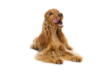 Image showing Beautiful English Cocker Spaniel