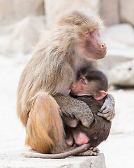 Image showing Baboon mother and her little one