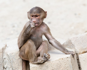 Image showing Baby baboon sitting on a rock