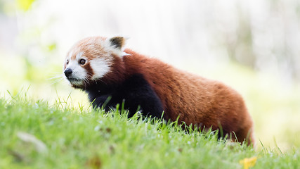 Image showing The Red Panda, Firefox or Lesser Panda