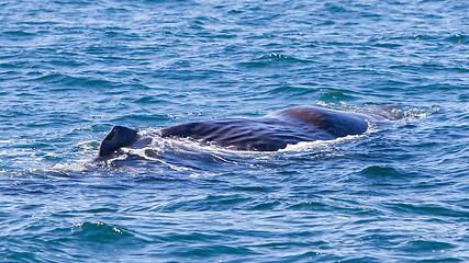 Image showing Large Sperm Whale near Iceland