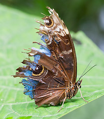 Image showing Butterfly in the green forest