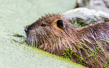 Image showing Myocastor coypus, single mammal