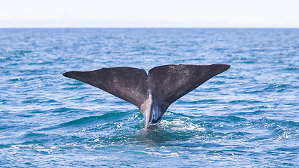 Image showing Tail of a Sperm Whale diving