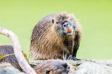 Image showing Myocastor coypus, single mammal