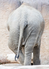 Image showing Skin and tail of African elephant
