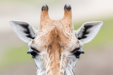 Image showing Giraffe close up, selective focus