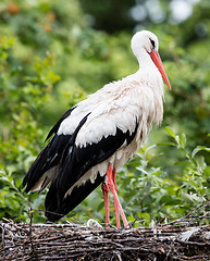 Image showing Two adult storks