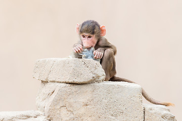 Image showing Baby baboon learning to eat through play