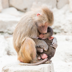 Image showing Baboon mother and her little one