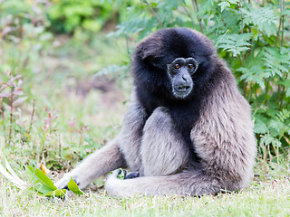 Image showing Adult white handed gibbon