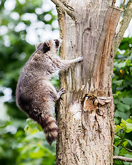 Image showing Racoon climbing a tree