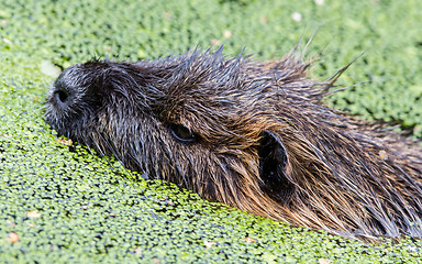 Image showing Myocastor coypus, single mammal