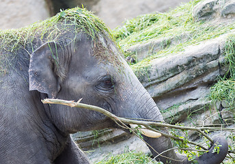 Image showing Asian elephant playing