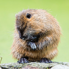 Image showing Myocastor coypus, single mammal