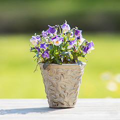 Image showing Flowers in pot