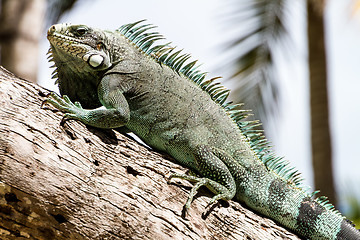 Image showing Green Iguana lizard.