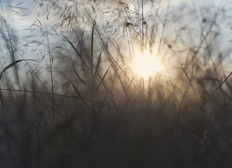 Image showing Grass with backlight in the evening, (abstract background)