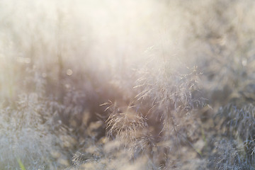 Image showing Grass with backlight in the evening, (abstract background)