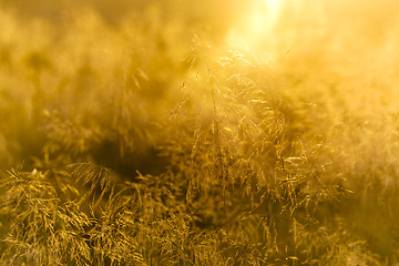 Image showing Grass with backlight in the evening, (abstract background)