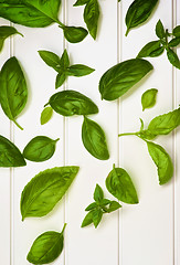 Image showing Fresh Basil Leafs