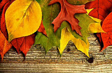 Image showing Frame of Autumn Leafs