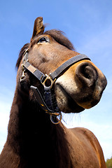 Image showing Horse face and blue sky.