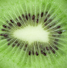 Image showing photo of a kiwi