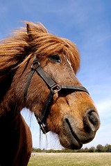 Image showing Face of a curious horse.