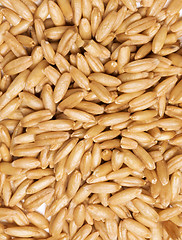 Image showing Fresh spelt grains filling frame making texture