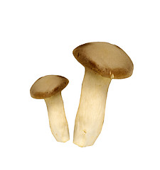 Image showing agaricus mushrooms