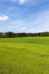 Image showing sprouted wheat in the spring